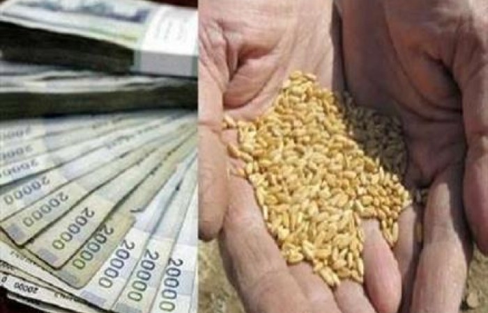 خرید تضمینی گندم از کشاورزان/ با دلالان برخورد قانونی می شود