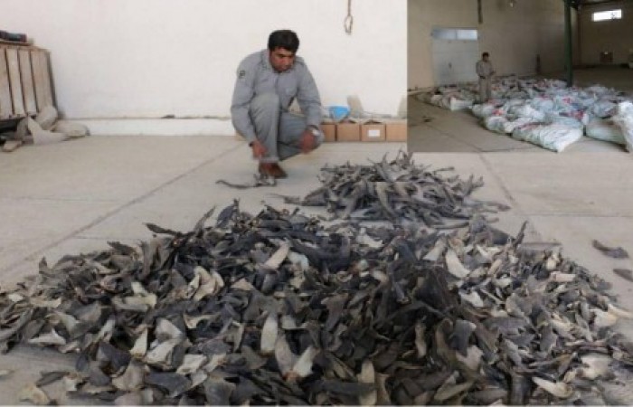 کشف محموله بزرگ باله کوسه ماهیان در چابهار/ 1700 کوسه قربانی سودجویان شدند