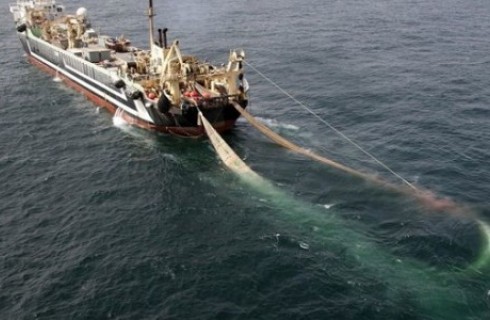 صید ترال و آسیب به اکوسیستم دریایی/ حضور کشتی های ترال و غفلت مسئولان دو لبه تیز قیچی برای گرانی ماهی