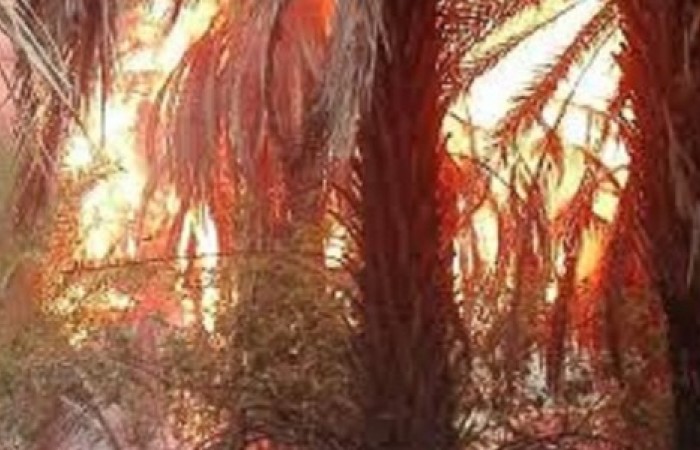 200 اصله درخت خرما در آتش سوخت/ علت حریق نخیلات رها سازی شاخ و برگ درختان در باغات است