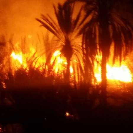 آتش سوزی در نخلستان گنبد دلگان/ بسیجیان به امداد کشاورزان شتافتند