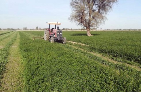 سرمایه‌گذاری در صنعت کشاورزی رشد اقتصادی به دنبال دارد/ «دلگان» قطب تولید علوفه در سیستان و بلوچستان