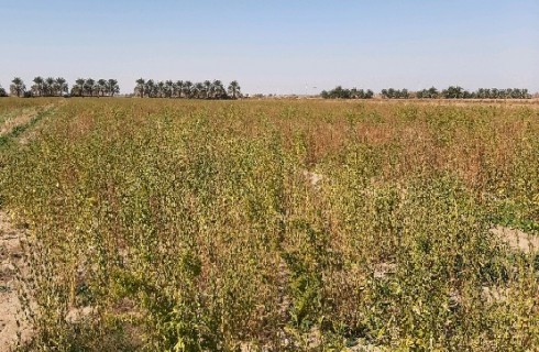 آغاز برداشت کنجد در شهرستان دلگان